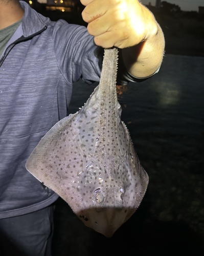 Little Skate (Leucoraja erinaceus), a species recorded in Delaware