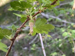 Ribes pinetorum