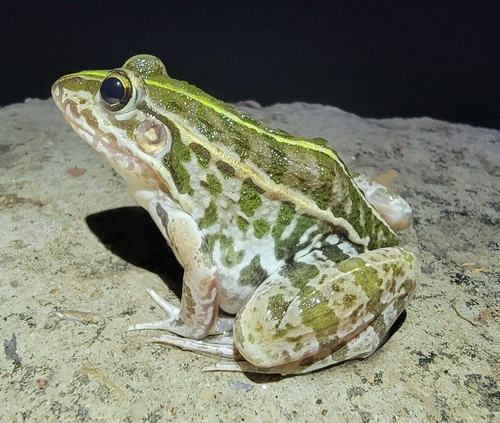 Black-spotted Frog