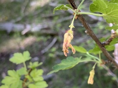 Ribes pinetorum
