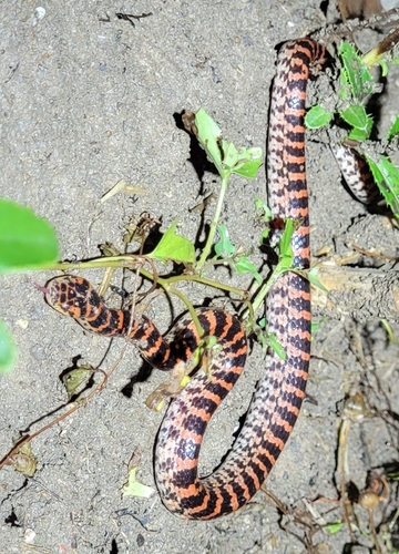 Red-banded Snake
