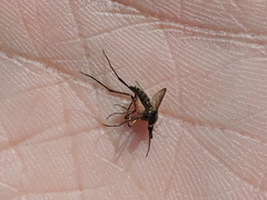 Psorophora cyanescens