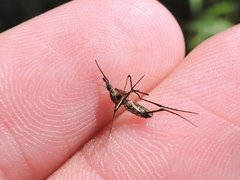 Psorophora cyanescens