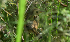 Cisticola cherina