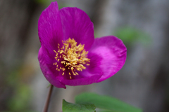 Paeonia caucasica