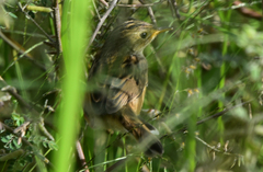 Cisticola cherina