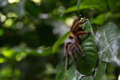 Caribena versicolor