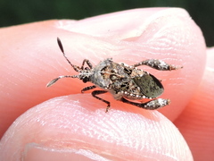 Merocoris curtatus