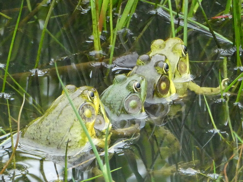 Green Frog photographed in Vermont