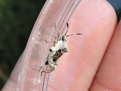 Merocoris curtatus