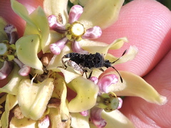 Merocoris curtatus
