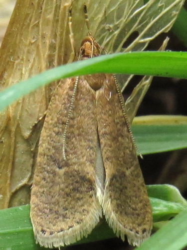 Dotted Leaftier Moth photo 4