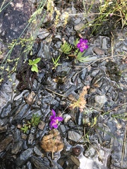 Phemeranthus calycinus