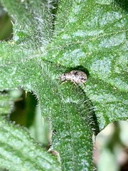 Thricolepis inornata
