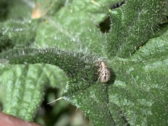 Thricolepis inornata