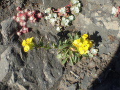 Erysimum menziesii
