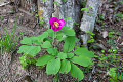 Paeonia caucasica
