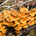 Xeromphalina - Photo (c) Jukka Jantunen, some rights reserved (CC BY-NC), uploaded by Jukka Jantunen