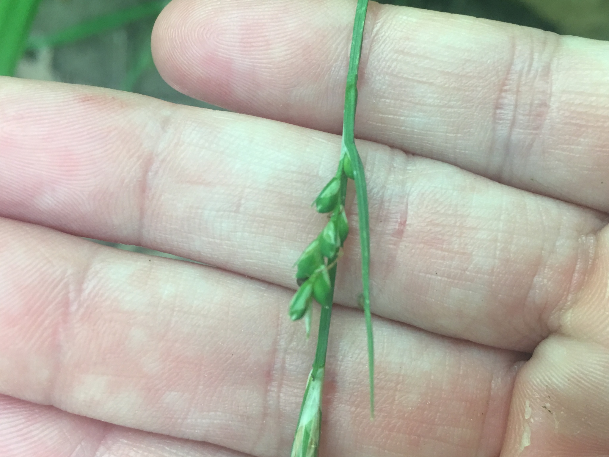 Carex purpurifera