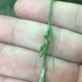 Carex purpurifera - Photo 由 Tara Rose Littlefield 所上傳的 (c) Tara Rose Littlefield，保留部份權利CC BY-NC