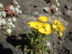 Erysimum menziesii
