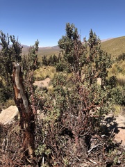 Polylepis tarapacana