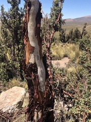 Polylepis tarapacana