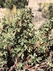 Polylepis tarapacana