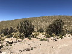 Polylepis tarapacana