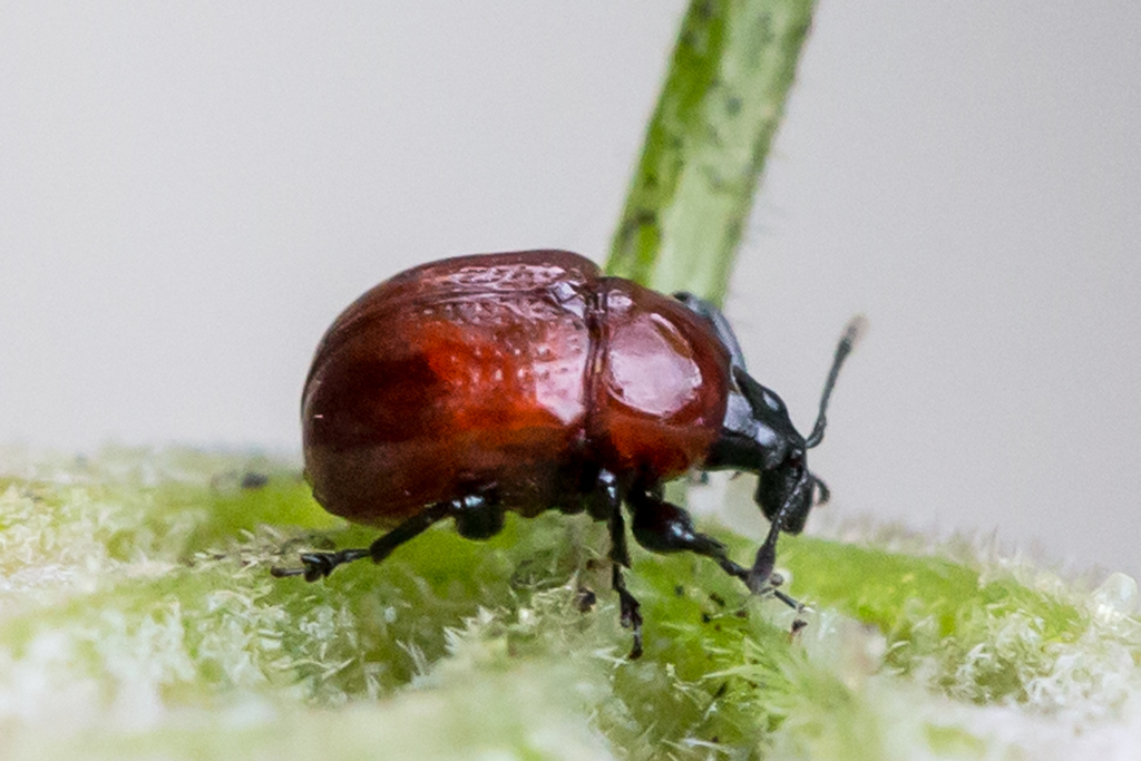 Sumac Leaf-rolling Weevil