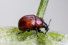 Synolabus nigripes