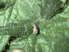 Thricolepis inornata