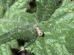 Thricolepis inornata