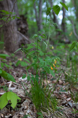 Vicia crocea