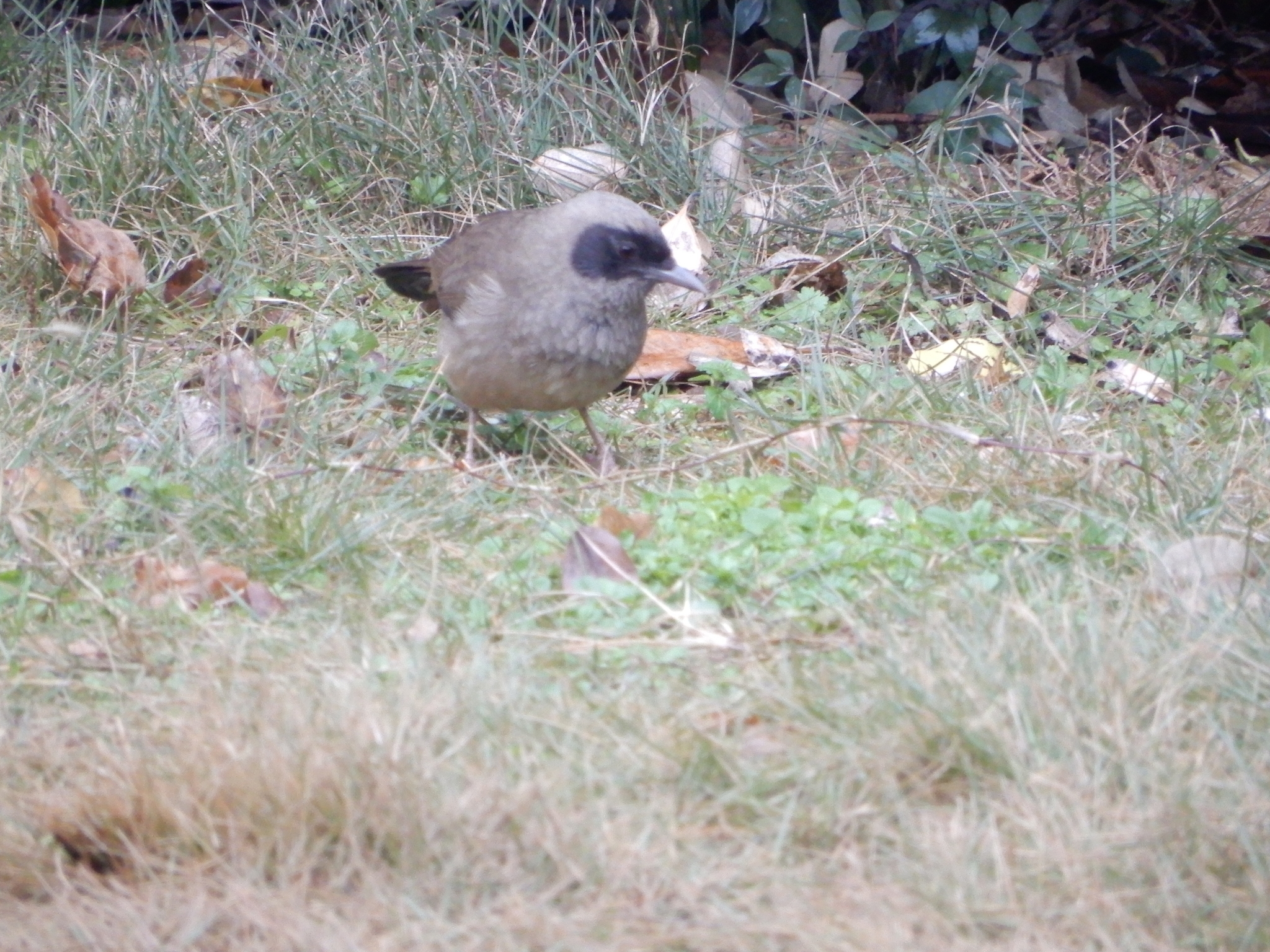 Masked Laughingthrush