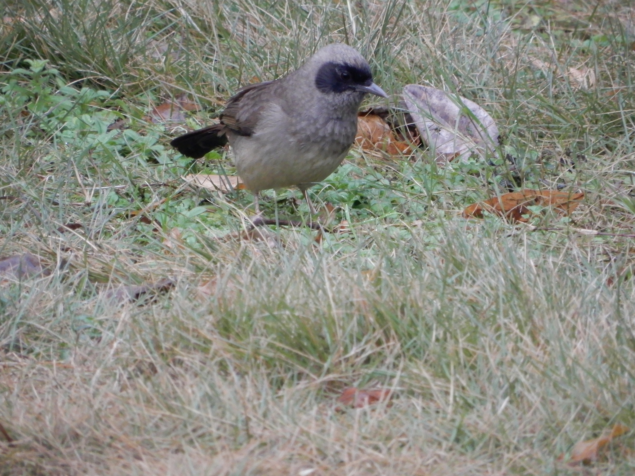 Masked Laughingthrush