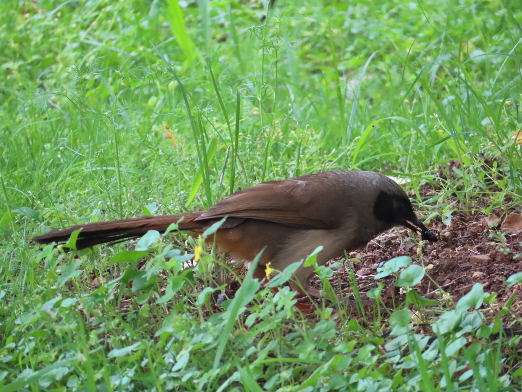 Masked Laughingthrush