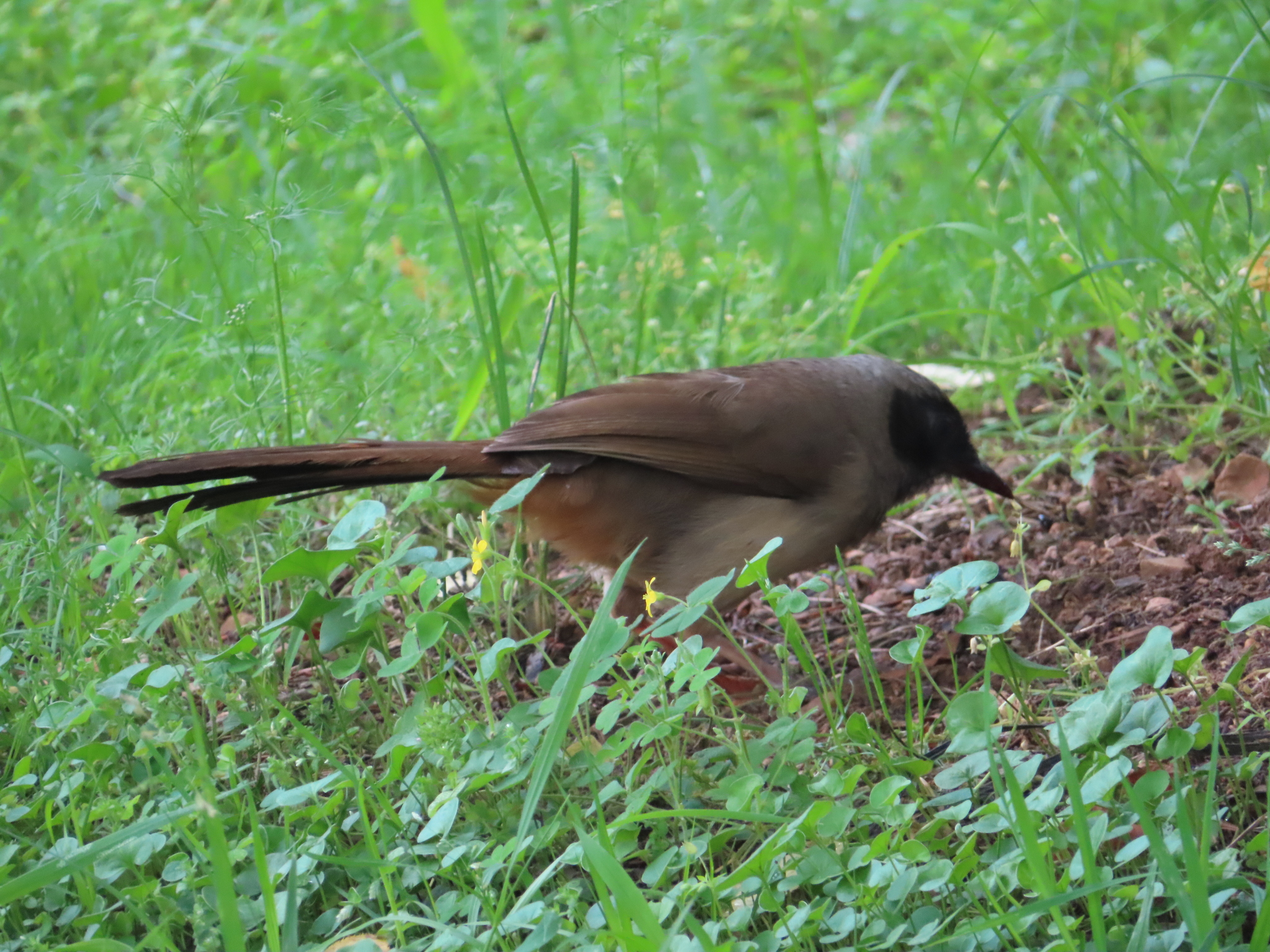Masked Laughingthrush