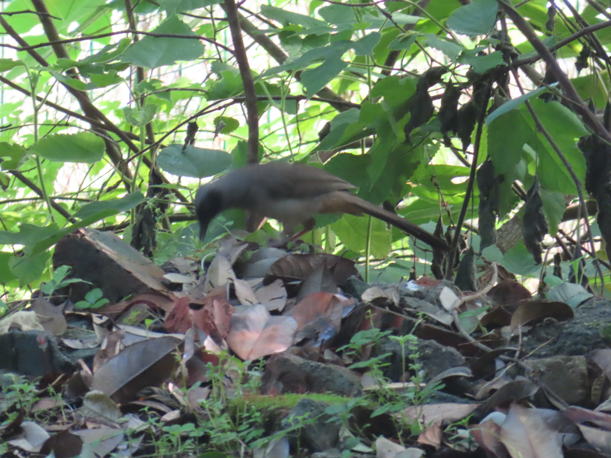Masked Laughingthrush