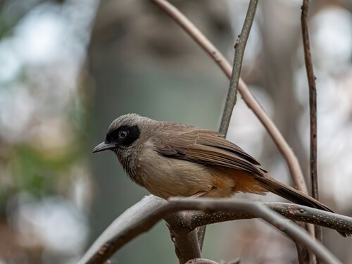 Masked Laughingthrush (Pterorhinus perspicillatus), photo 6
