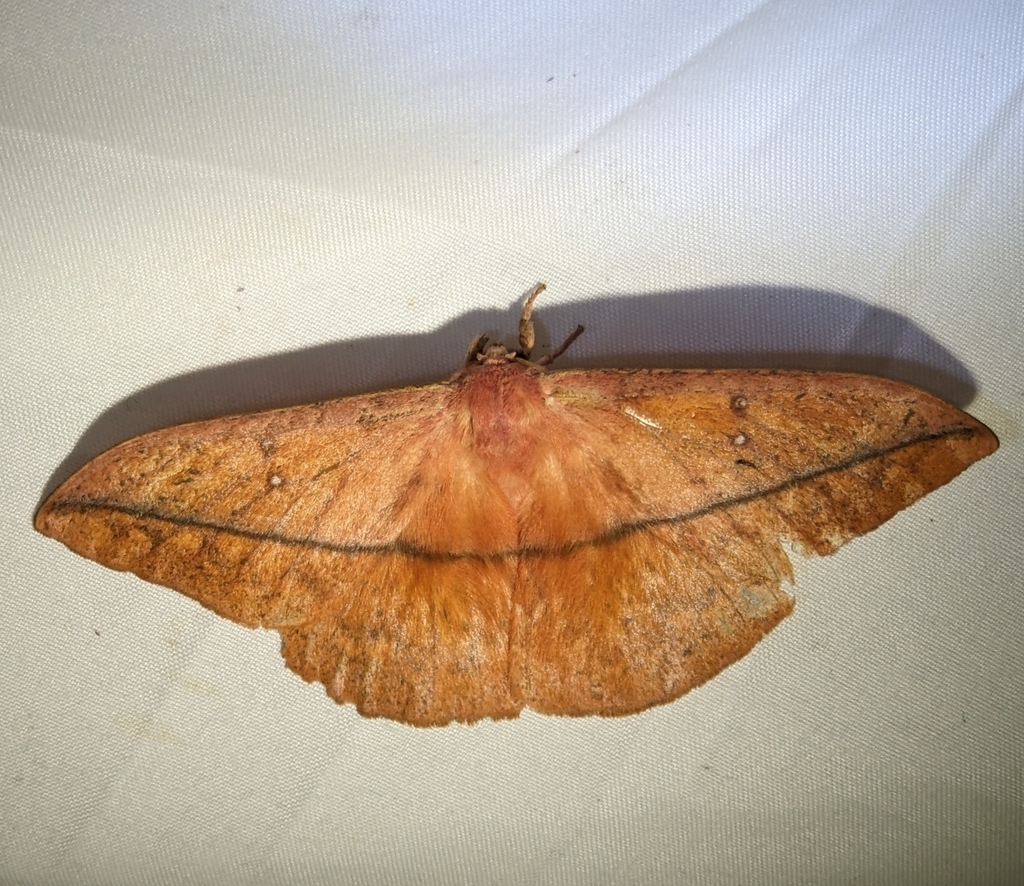 Automeris zugana from CXJW+FHR, Heredia, Puerto Viejo, Barrio Flaminia ...