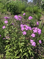 Phlox buckleyi