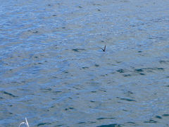 Oceanites gracilis
