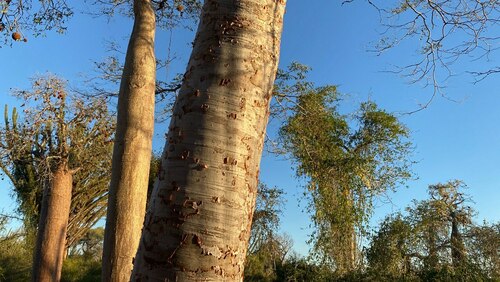 Delonix floribunda (Delonix floribunda)