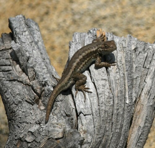 iNaturalist observation photo of Common Sagebrush Lizard