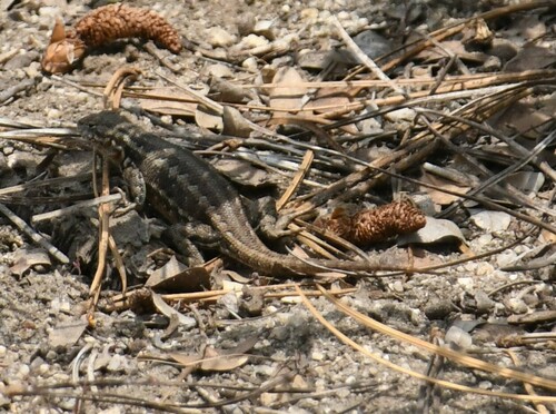 iNaturalist observation photo of Common Sagebrush Lizard
