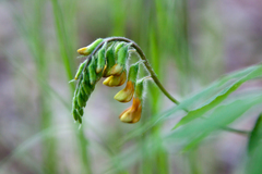 Vicia crocea