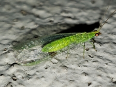 Chrysopodes collaris