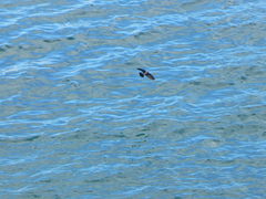 Oceanites gracilis