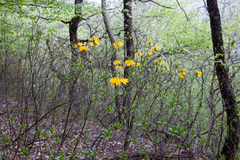 Rhododendron luteum
